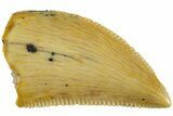 Serrated, Raptor Tooth - Real Dinosaur Tooth #232970-1